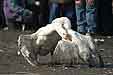 
2003:03:02 12:34

(c) Zoran Zivotic 2003